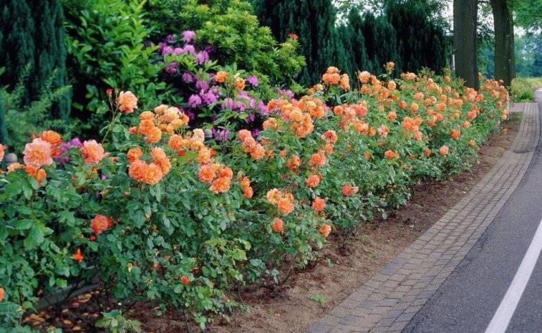 Вестерленд роза: описание вида, способы ухода и борьбы с вредителями