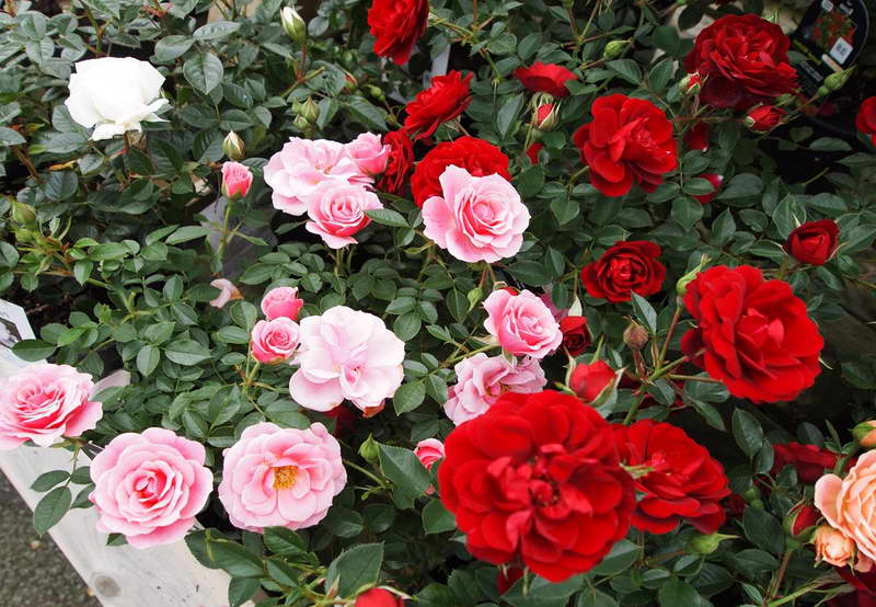 Чем подкормить розы весной — для буйного цветения