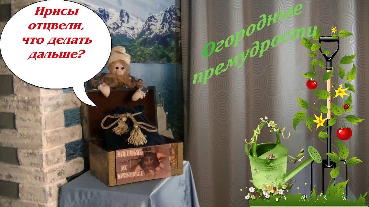 Ирис отцвел: как ухаживать, как делить, когда выкапывать и чем подкормить