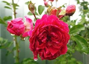 Руководство по посадке и уходе за плетистыми розами в открытом грунте – инструкция для новичков