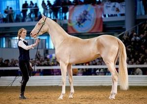Сколько стоит самая дорогая лошадь в мире: полцарства за коня