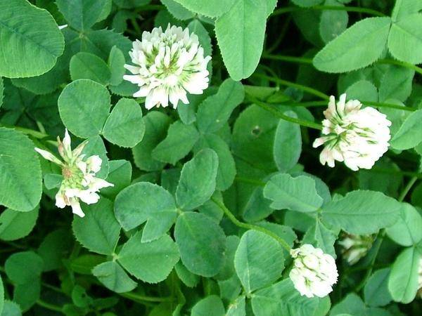 Клевер (trifolium): цветок и кормовая культура