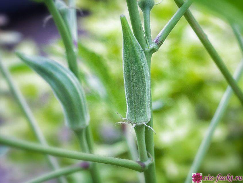 Бамия – выращивание из семян в средней полосе и подмосковье