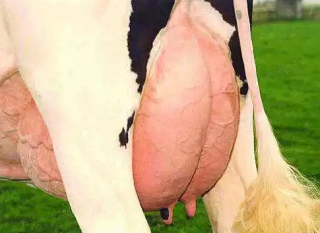 Вымя коровы – молочная железа крс 2020