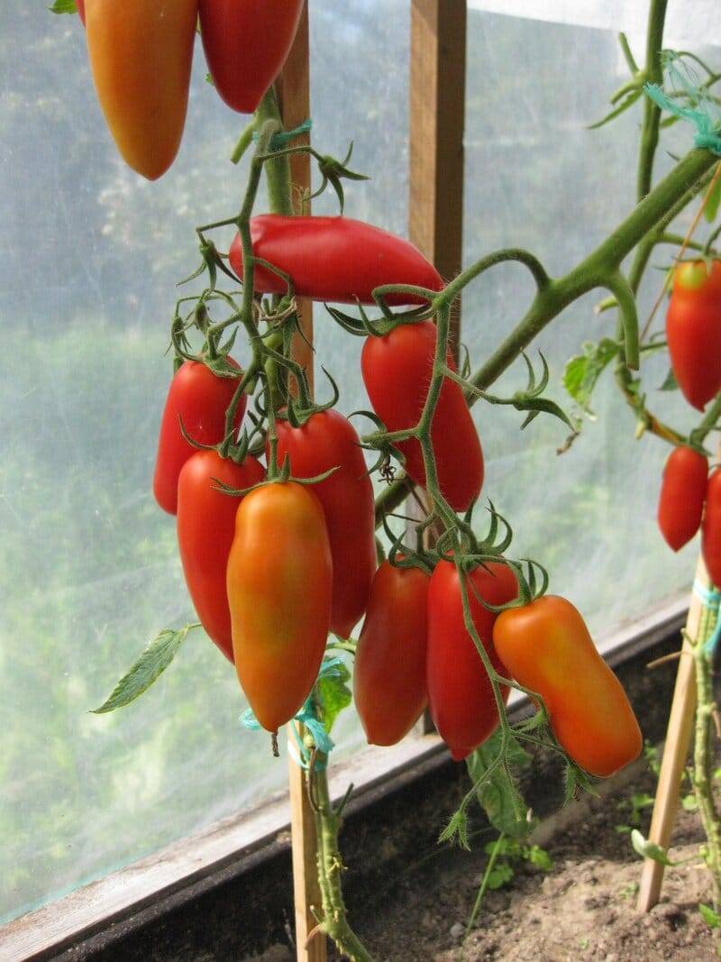 Как в теплице формировать помидоры