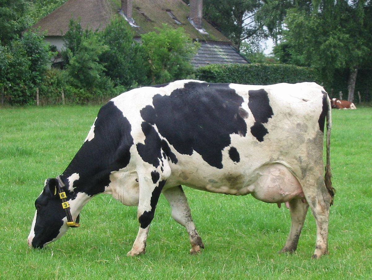 Как защитить корову от клещей, мух, гнуса, агропромышленный вестник