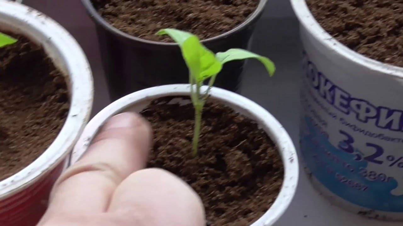 Как правильно ухаживать за рассадой капусты дома