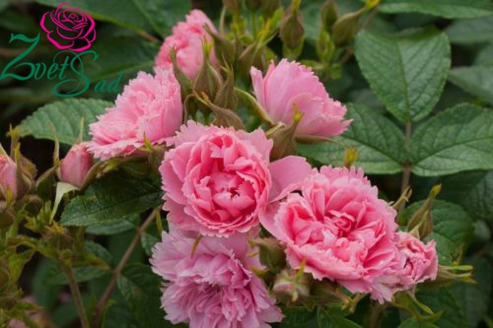 О сортах розы спрей: описание и характеристики, посадка, уход и выращивание