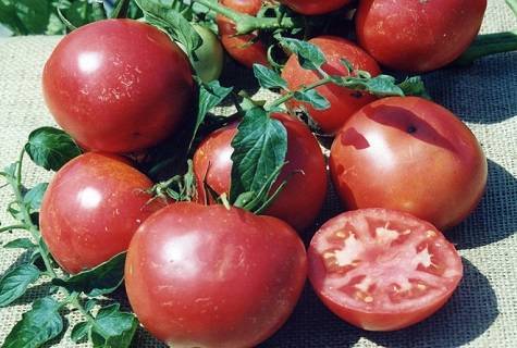 О сорте томата Титан: характеристики помидора, уход и выращивание