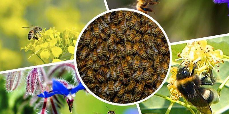 Разведение пчел для начинающих
