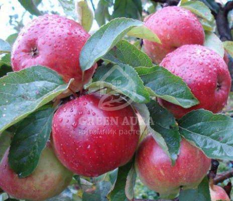 Лучшие красные сорта яблок с описанием и фото