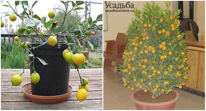 От зелени до экзотических фруктов и овощей: что можно вырастить на подоконнике или балконе