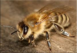 Что делать, если укусила пчела или оса?
