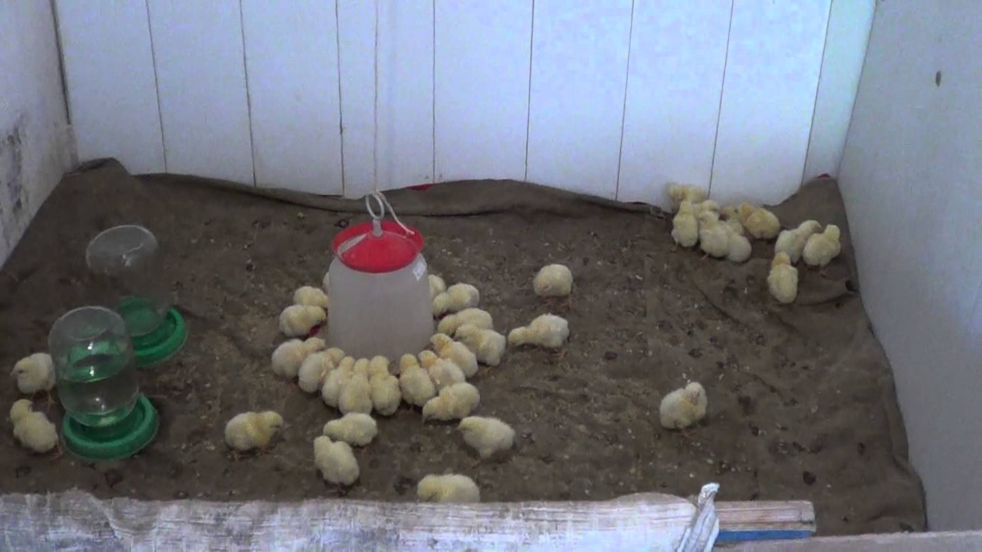 Выведение цыплят в инкубаторе в домашних условиях: плюсы и минусы, основные правила, уход за выводом