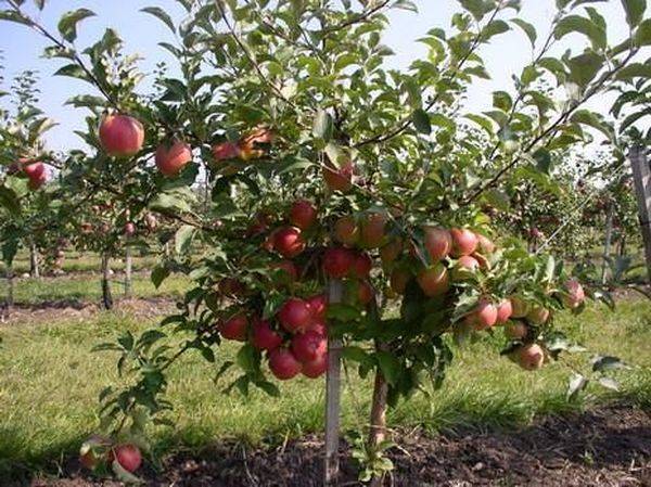 О яблоне Приземленное, характеристики карликового сорта, агротехника выращивания
