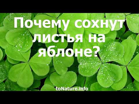 Советы экспертов, что делать, если сохнут яблони?
