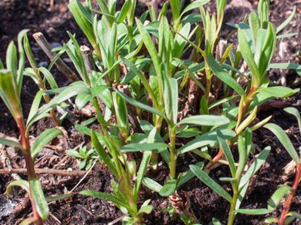 Выращивание эстрагона из семян: как сажать тархун на даче в открытый грунт таким способом, как ухаживать за травой, а также фото посевного материала и всходов