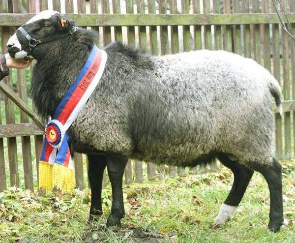 О Романовской породе овец: описание, характеристика, содержание и разведение