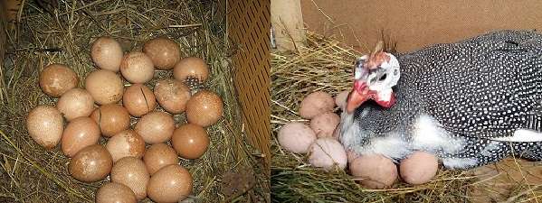 Чем яйца цесарок лучше куриных и в чем их сила