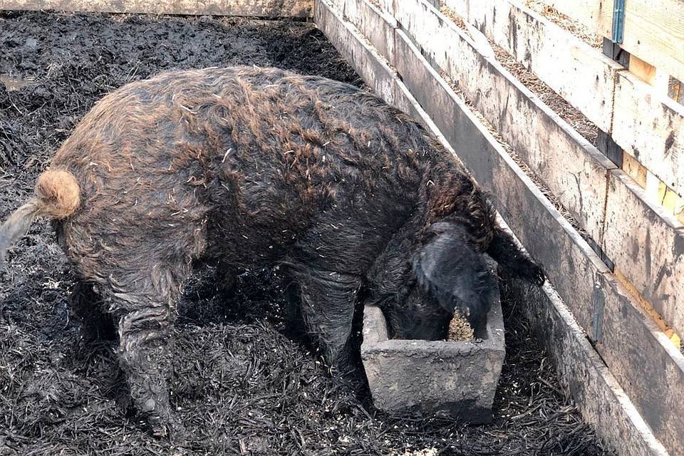 Черная иберийская свинья – поставщик деликатесного хамона