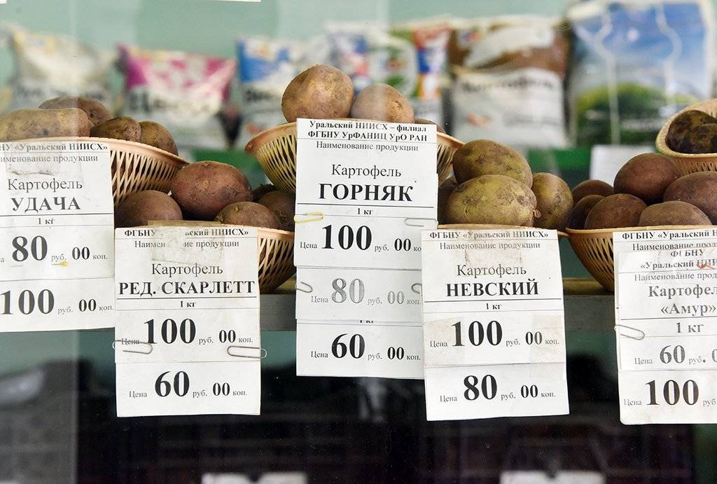 Лучшие сорта картофеля для выращивания в россии