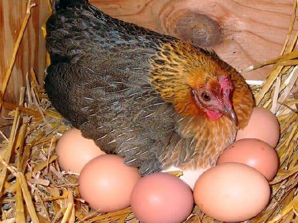 Что надо чтобы курица села на яйца