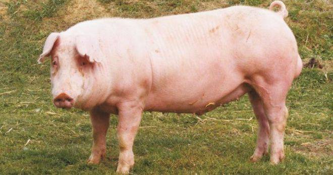 Характеристика свиней породы ландрас