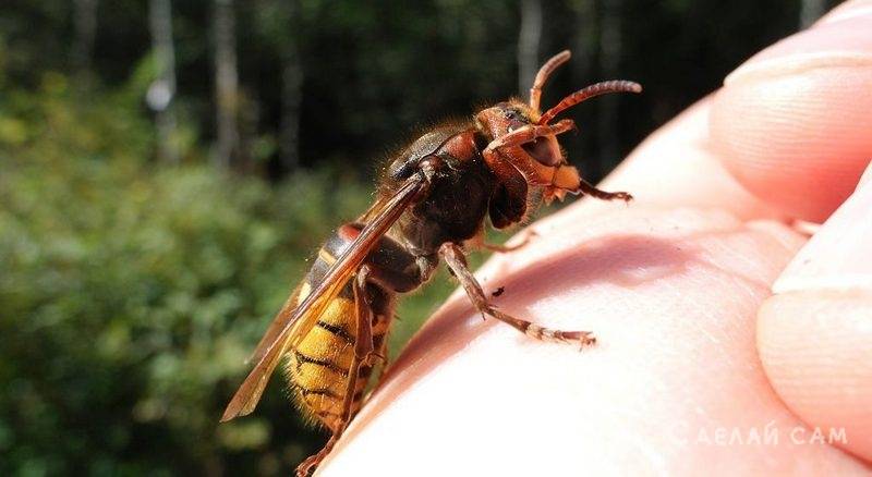 Осы на даче: как избавиться от насекомых проверенными методами своими руками, техника безопасности