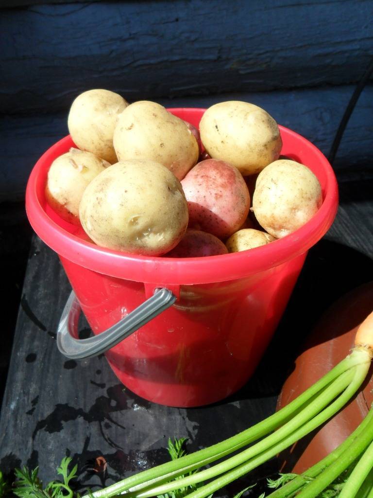 Василек: описание семенного сорта картофеля, характеристики, агротехника