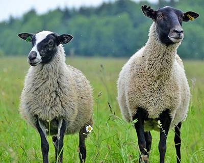 Эдильбаевские овцы: описание, правила разведения и особенности ухода за породой в домашних условиях (85 фото и видео)