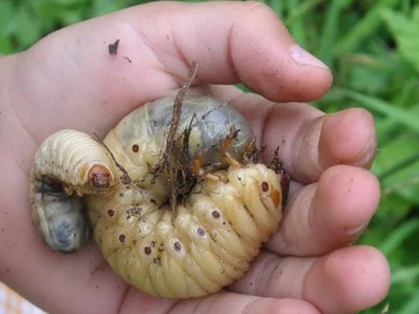Боремся с личинками майского жука