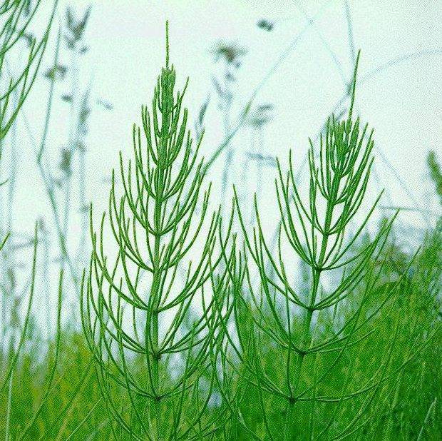 О траве хвощ полевой: как выглядит, полезные свойства, где применяется