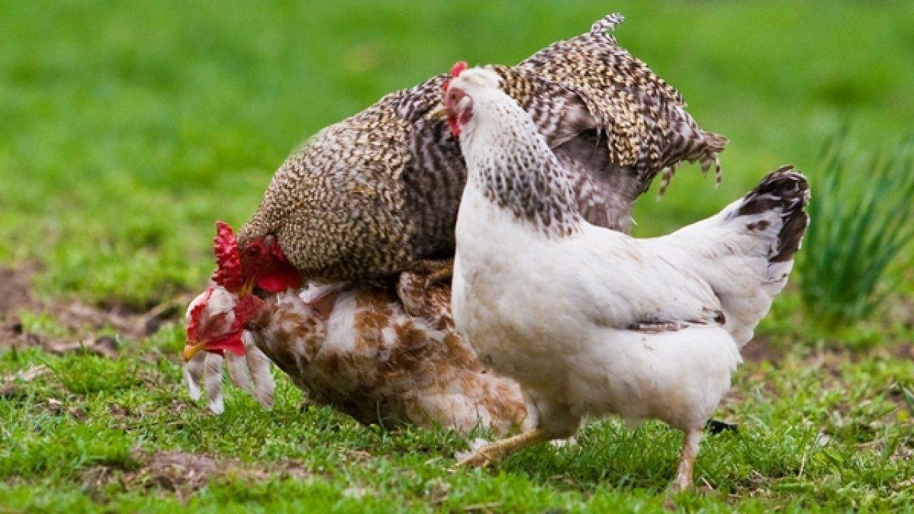 Как отучить цыплят клевать друг друга?