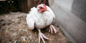 Почему у кур выпадают перья на спине: советы ветеринара