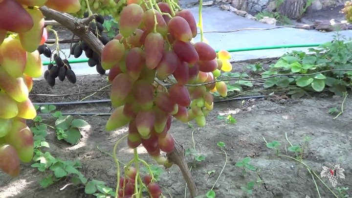 Лёгкий в выращивании и необычный на вид — столовый виноград дубовский розовый