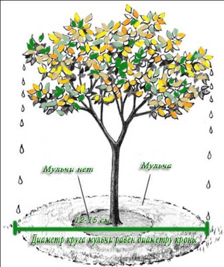 Все о приствольных кругах плодовых деревьев: оформление, размер, мульчирование