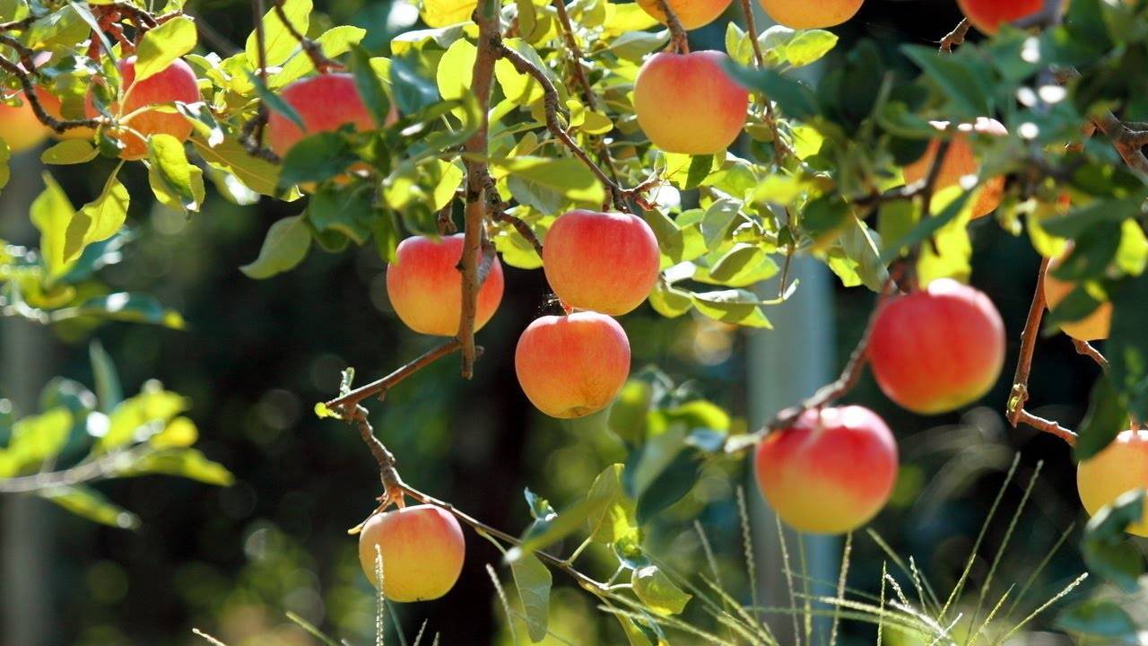 Секреты яблоневого сада в сибири. уход - сад