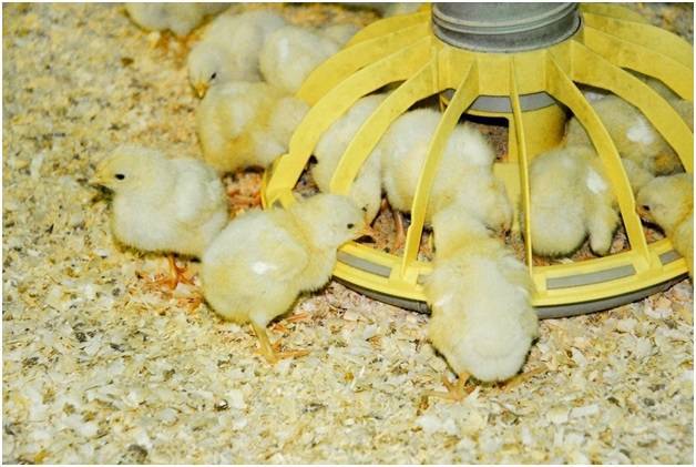 Чем можно кормить цыплят в домашних условиях: нормы и рацион питания