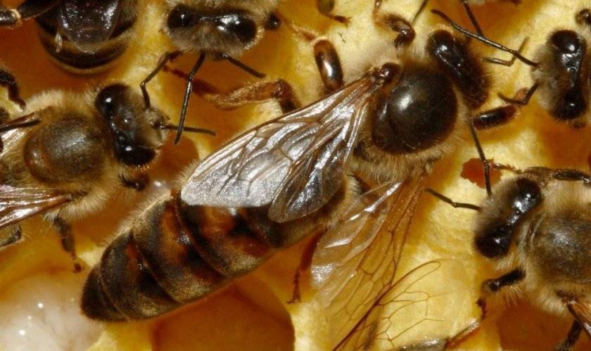 Биология пчелы. состав пчелиной семьи: матка, трутни, рабочие пчелы. | 
ветеринарная служба владимирской области