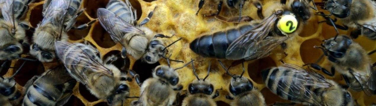 Миролюбивость и зимостойкость карпатской пчелы