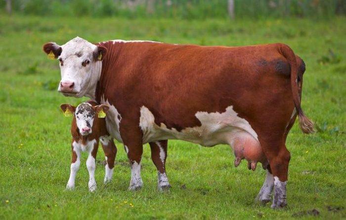 Атония преджелудков у коровы: симптомы, методы лечения, правила профилактики