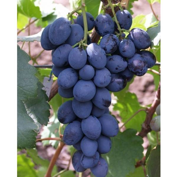 О винограде Сфинкс: описание и характеристики сорта, посадка и уход