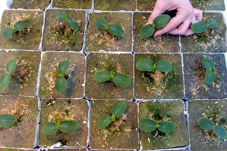 Посадка огурцов в открытый грунт семян или рассады — когда сажать и как правильно выращивать