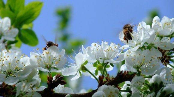 Как пчелы охраняют улей?  вопрос о пчелиных ульях