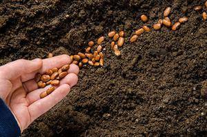 Фасоль стручковая: выращивание и уход, подробная информация и советы