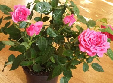 Роза кордана - уход в открытом грунте и в домашних условиях