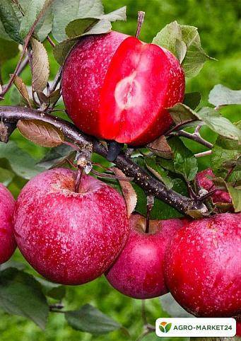 Зимние сорта яблок с описанием