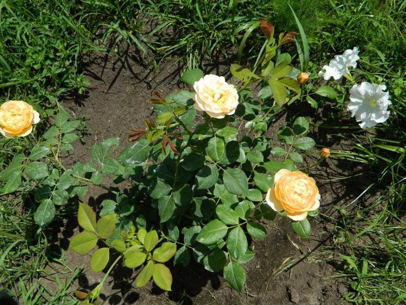 О розе Roald Dahl (Роальд Даль): описание и характеристики сорта роз Остина