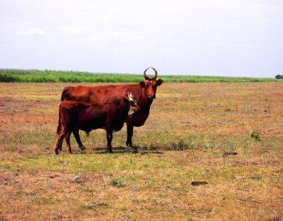 Калмыцкая порода коров: характеристика животного, продуктивность, уход и содержание