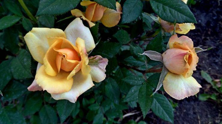 Чем подкормить розы весной и летом для пышного цветения